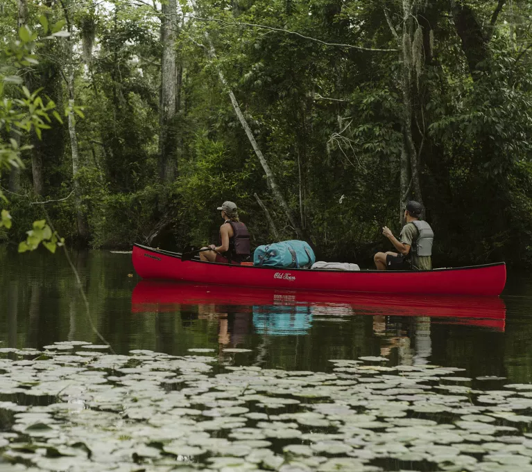 Two paddlers in a red Old Town canoe explore the calm backwaters of the Roanoke River, surrounded by large cypress trees and calm, dark water. 