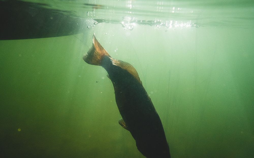 Underwater photograph showing a dark colored smallmouth bass swimming down and away from a kayak on the surface, the water is green and hazy. 