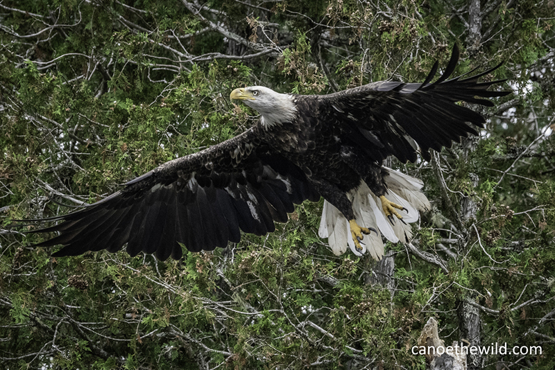 A Bald Eagle soaring over the St. Croix River in Maine.