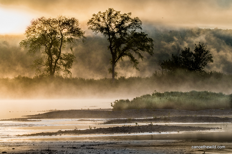 An iconic Elm Tree along the Allagash River at sunset. 