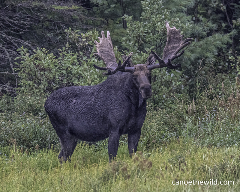 A large bull moose with a full rack looks at the camera with a background of thick woods and alders. 