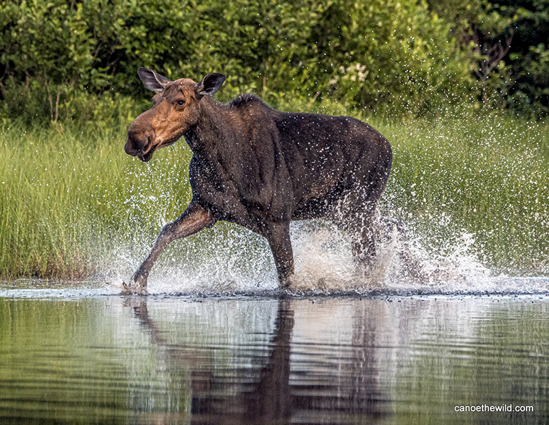 A cow moose running along the shallow river's edge on a sunny day. 