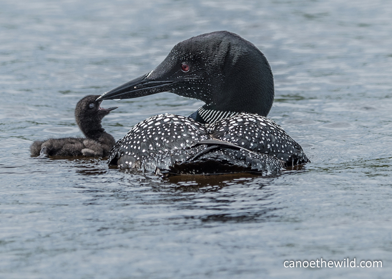 A mother Loon feeding her chick on the Allagash River.