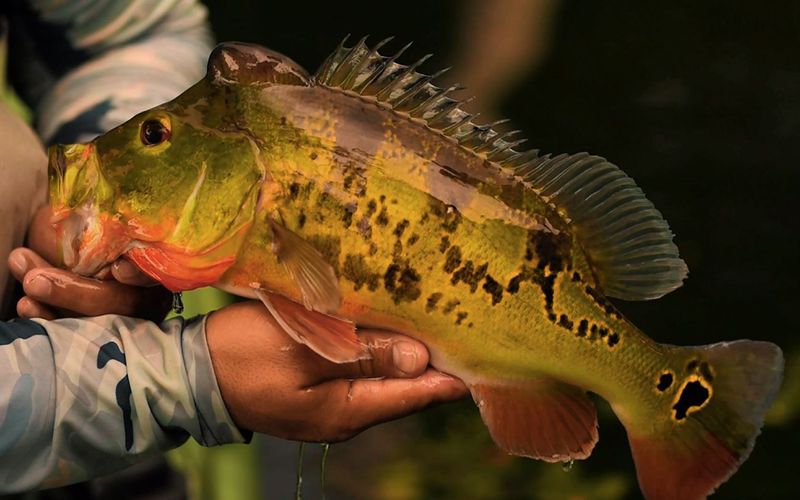 Robwil Valderrey holding a peacock bass