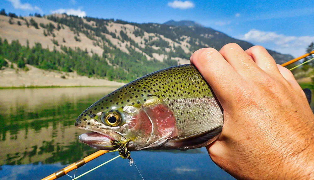 Angler holds a rainbow trout with a woolley bugger in its mouth in a kayak.