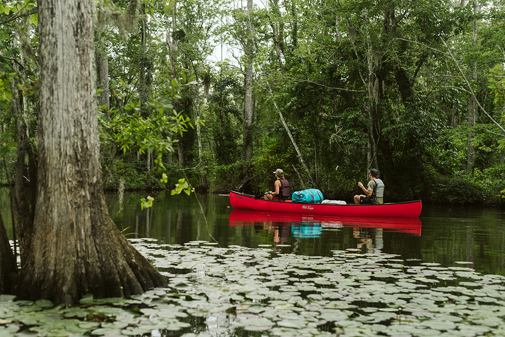 Two paddlers in a red Old Town canoe explore the calm backwaters of the Roanoke River, surrounded by large cypress trees and calm, dark water. 